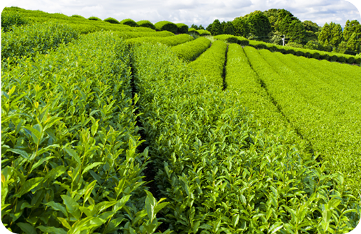 Greener Vegetables