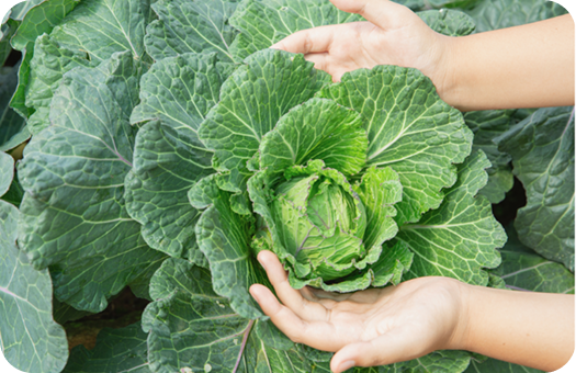 Greener Vegetables